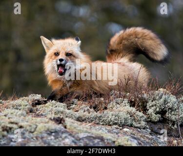 Renard rouge posé sur une roche de mousse avec une bouche ouverte montrant les dents, la langue, la queue broussaillée avec un arrière-plan flou dans son habitat. Bâillements de renards. Fox image Banque D'Images