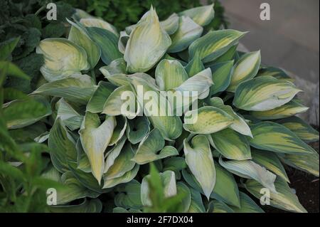 Feuillage de Hosta en juin, détruit par le gel tardif dans un jardin en mai Banque D'Images