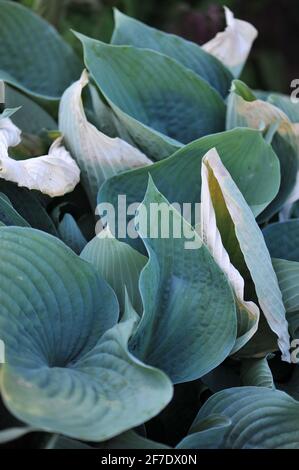 Feuillage de Hosta Blue Angel, détruit par le gel tardif dans un jardin en mai Banque D'Images