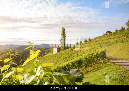 Vignobles avec vigne pour la production de vin près d'un domaine viticole le long de la route des vins de styrie, Autriche Europe Banque D'Images