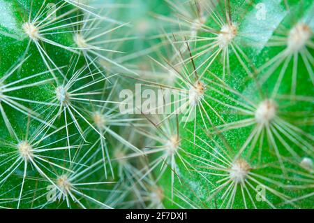 Cactus gros plan avec de longues épines. Prise de vue macro. Banque D'Images
