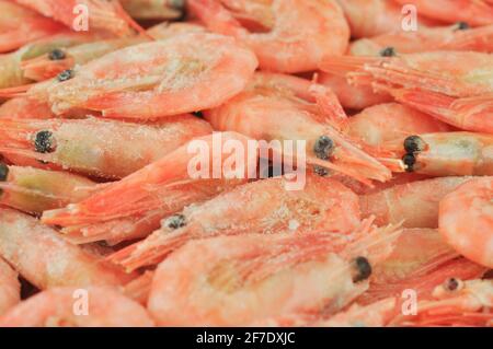 Crevettes cuites sur glace. Vue en gros plan. Сooked et crevettes congelées. Banque D'Images