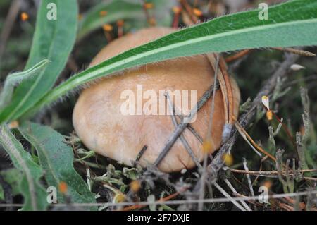 Beau champignon de boletus en pleine forêt de conifères. Champignons parmi les aiguilles de pin. Boletus - champignons comestibles. Champignon dans l'environnement naturel Banque D'Images