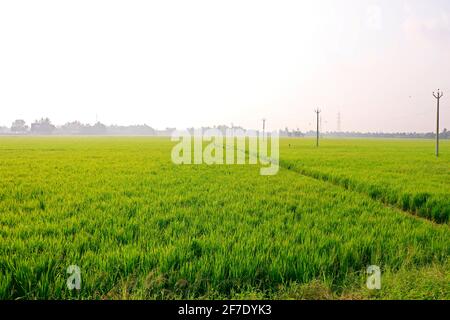 riz vert en une journée ensoleillée Banque D'Images