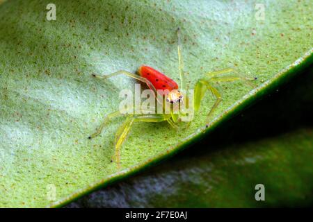 Aberrant rouge rare de l'araignée de saut vert de Magnolia, Lyssomanes viridis, sur le dessous d'une feuille. Banque D'Images