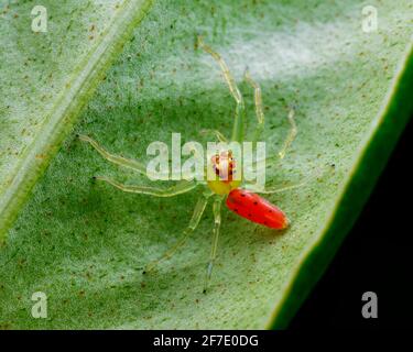 Aberrant rouge rare de l'araignée de saut vert de Magnolia, Lyssomanes viridis, sur le dessous d'une feuille. Banque D'Images