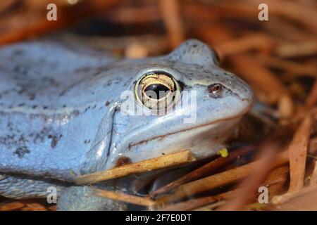 Grenouille moor (Rana arvalis) mâle en saison de reproduction Banque D'Images