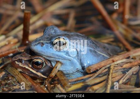 La grenouille de moor (Rana arvalis) se couple dans l'ampelune dans l'habitat naturel Banque D'Images