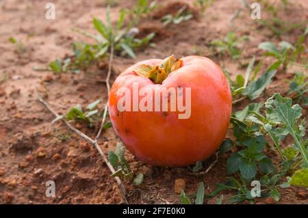 Image d'un fruit persimmon qui est tombé sur le terre du champ et a des dommages à son peau Banque D'Images
