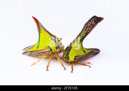 Thorn Treebellers, Umbonia crassicornis, mâle à droite et femelle à gauche. Banque D'Images