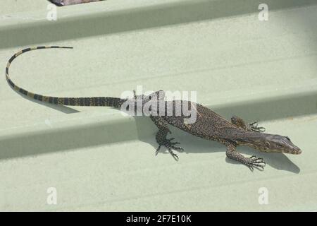 Moniteur d'eau asiatique (Varanus salvator) jeune dans le toit Banque D'Images