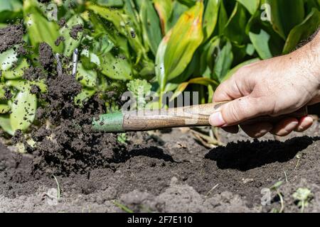 Le jardin travaille avec une houe sur un lit de fleur avec le sol volant de creuser, de gros plan. Banque D'Images