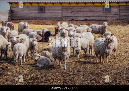Troupeau de moutons dans une cabine ouverte de la ferme. Banque D'Images