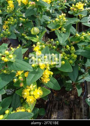 Hypericum × hidcoteense 'Hidcote', millepertuis 'Hidcote', Hypericum 'Hidcote Gold', Hypericum patulum 'Hidcote en fleur Banque D'Images