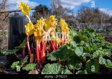 Rhubarbe forcée cultivée sous une poubelle par rapport à la rhubarbe naturelle lors d'une journée de printemps ensoleillée. Banque D'Images