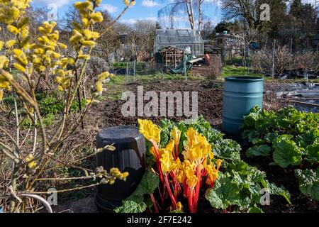 Un jour de printemps ensoleillé sur une allotissement (avec rhubarbe forcée cultivée sous une poubelle par rapport à la rhubarbe naturelle). Banque D'Images