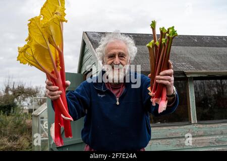 Un jardinier de lotissement tenant une rhubarbe forcée et naturelle au début du printemps. Banque D'Images