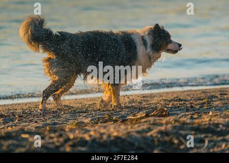 Vue latérale d'un chien Border Collie qui se délasse de l'eau sur la plage. Chien mignon secouant les gouttes d'eau, se concentrer sur les gouttes d'eau. Réglage du soir Banque D'Images