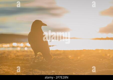 Black Crow se tenant sur le sable de la plage avec le soleil de l'après-midi ou du soir juste derrière lui. Banque D'Images