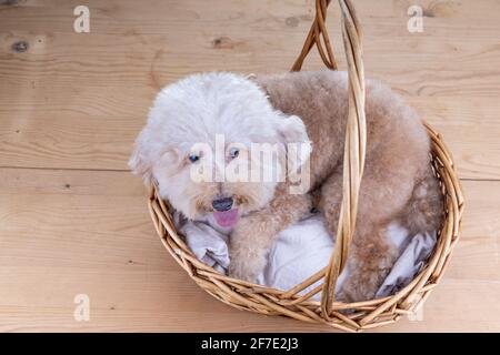Adorable chien en forme de coolette posé dans un panier en rotin sur un lit en bois sol Banque D'Images