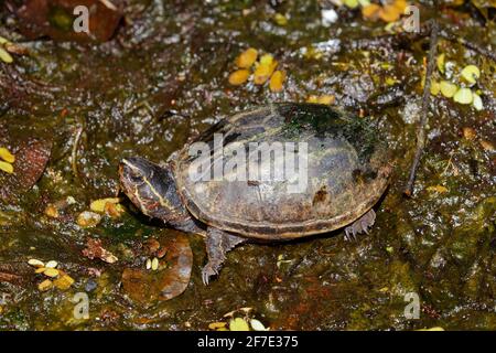 Une tortue de boue rayée, Kinosternon baurii, se bayant dans un marais. Banque D'Images