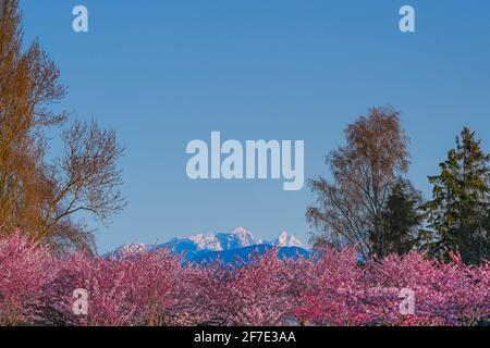 Cerisiers en fleurs, Garry point Park, Steveston, Richmond, Colombie-Britannique, Canada Banque D'Images