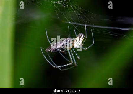 Un Orchard Orbweaver, Leucauge venusta, se nourrissant à la volée. Banque D'Images