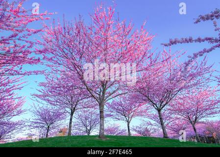 Cerisiers en fleurs, Garry point Park, Steveston, Richmond, Colombie-Britannique, Canada Banque D'Images