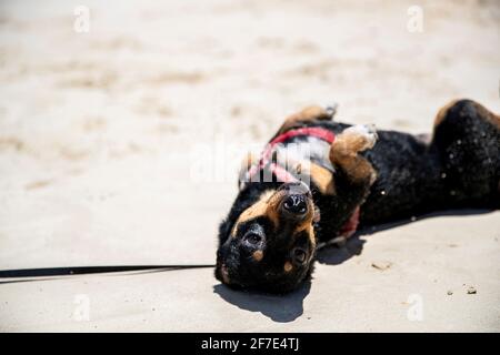 Un chiot heureux qui se balade dans le sable à la plage par temps ensoleillé Banque D'Images