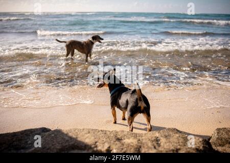Deux chiots heureux jouant sur la côte de mer sur un Journée hawaïenne ensoleillée Banque D'Images