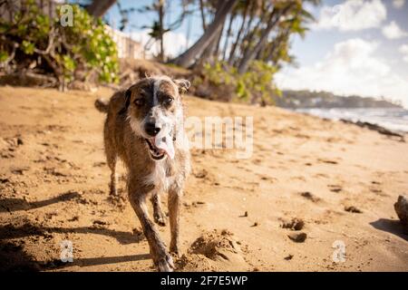 Chien marron bouffé qui se dirige vers l'appareil photo sur une plage À Hawaï Banque D'Images