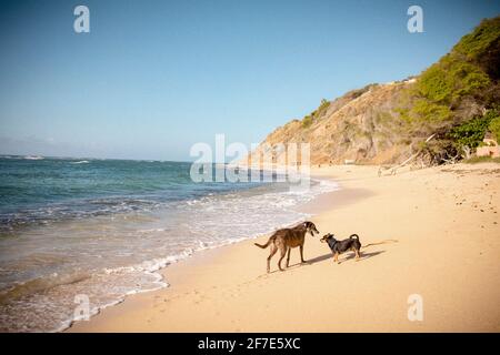 Les chiens se rencontrent pour la première fois sur la plage Banque D'Images