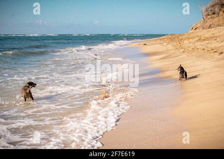 Chiens amicaux debout les uns en face des autres sur un vide plage Banque D'Images