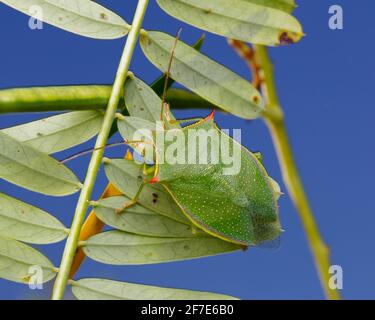 Un insecte vert de la poussette, Loxa flavicollis, rampant sur une légumineuse adulte. Banque D'Images