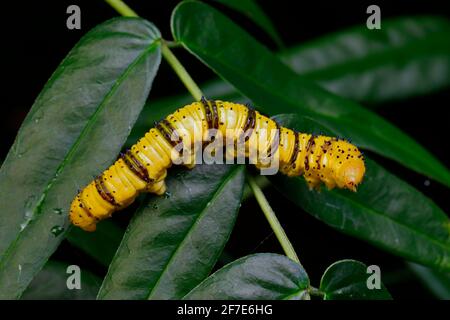 Une chenille sans nuages, Phoebis sennae, se nourrissant de Senna. Banque D'Images