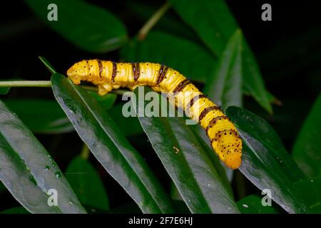 Une chenille sans nuages, Phoebis sennae, se nourrissant de Senna. Banque D'Images