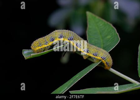 Une chenille sans nuages, Phoebis sennae, se nourrissant de Senna. Banque D'Images