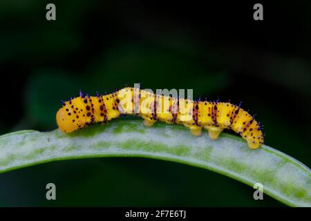 Une chenille sans nuages, Phoebis sennae, se nourrissant de Senna. Banque D'Images