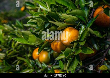 Les oranges mûrissent sur un arbre dans le nord de la Thaïlande Banque D'Images