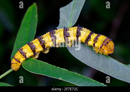 Une chenille sans nuages, Phoebis sennae, se nourrissant de Senna. Banque D'Images