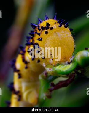 Une chenille sans nuages, Phoebis sennae, se nourrissant de Senna. Banque D'Images