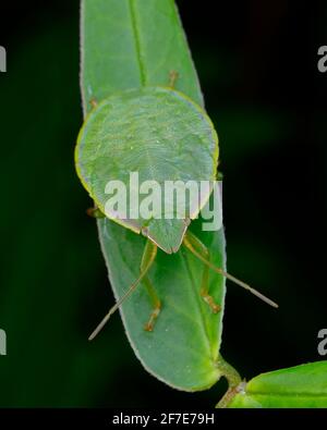 Un insecte vert à la pointe de la nymphe, Loxa flavicollis, rampant sur une légumineuse. Banque D'Images