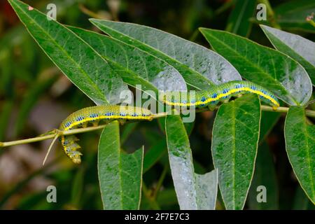 Une chenille sans nuages, Phoebis sennae, se nourrissant de Senna. Banque D'Images