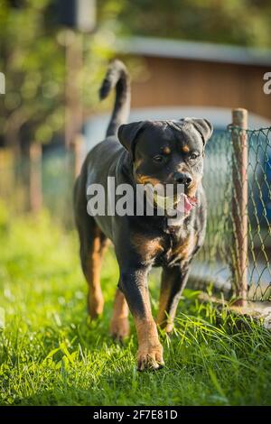 Chien adulte de rottweiler marchant dans un jardin à la maison à côté de une clôture et le transport d'une balle de tennis Banque D'Images