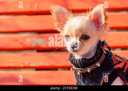 Portrait d'un chien mignon de race. Chiot Chihuahua blanc sur le banc orange. Chiot dans un chandail et un col noir avec des pointes Banque D'Images
