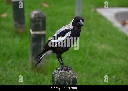 Un Magpie australien debout sur un poteau en bois à la entrée au parc Landcox de Brighton East Banque D'Images