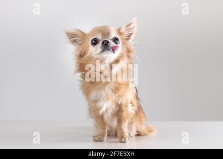 Portrait de chien vieux chihuhua drôle avec la langue dehors assis sur fond gris Banque D'Images