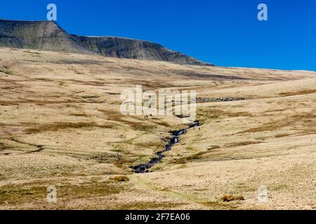 Des randonneurs se dirigent à travers les landes rurales vers un lac et des montagnes (Llyn y Fan Fawr, Brecon Beacons, pays de Galles) Banque D'Images