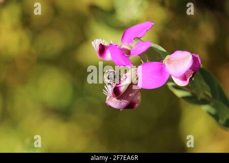 Abeille occidentale (API mellifera) collectant le nectar de la fleur de Dazzler de Polygala, Australie méridionale Banque D'Images