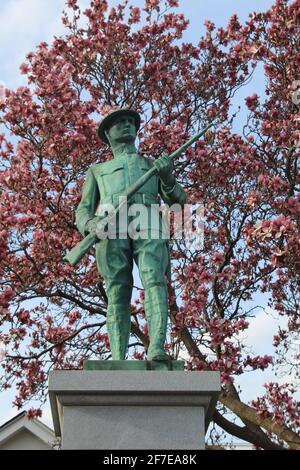 Monment de Doughboy de la première Guerre mondiale avec fleurs de magnolia à Morton Grove, Illinois Banque D'Images